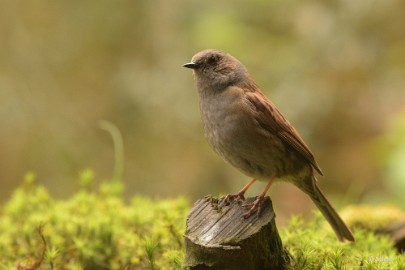 bdDSC_0588 Vogelkijkhut Wildernistrek