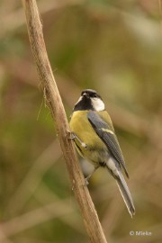 bdDSC_0744 Vogelkijkhut Wildernistrek