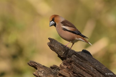 bdDSC_0779 Vogelkijkhut Wildernistrek