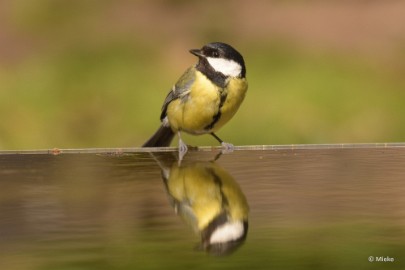 bdDSC_0794 Vogelkijkhut Wildernistrek