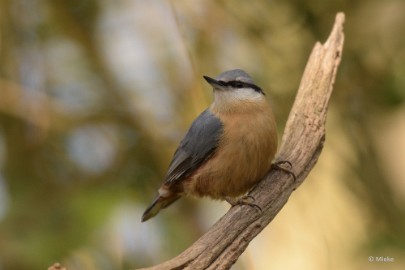 bdDSC_0827 Vogelkijkhut Wildernistrek