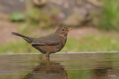 bdDSC_0871 Vogelkijkhut Wildernistrek