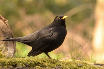 bdDSC_0920 Vogelkijkhut Wildernistrek