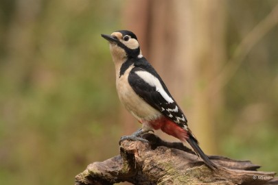 bdDSC_0968 Vogelkijkhut Wildernistrek