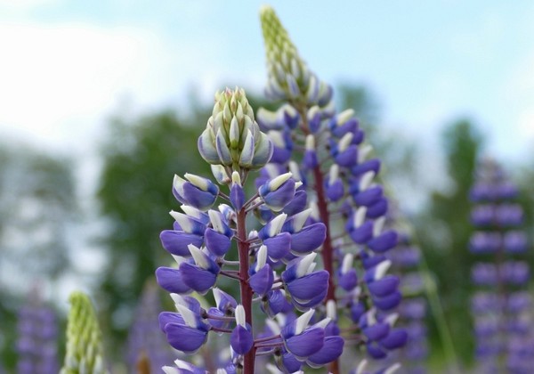 Flora in Doort juni 2021