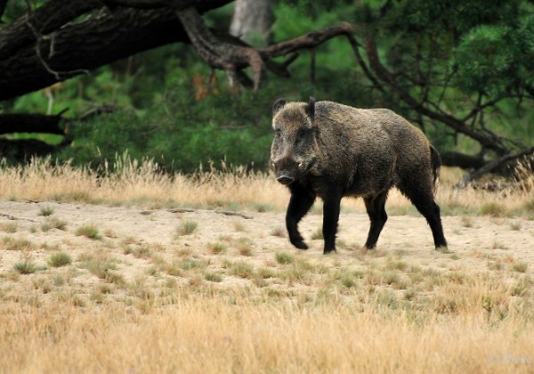 Veluwe 2021