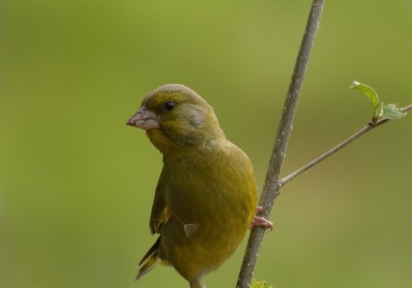 Vogels Imkerhut 2021