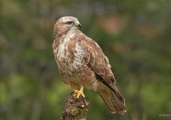 Vogels bij de boshut 2021