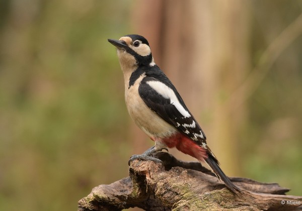 Wildernistrek Vledder 2021