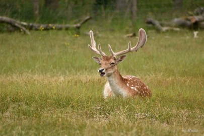 AWD 2022 01 Amsterdaamse waterleidings duinen 2022