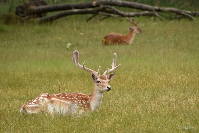 AWD 2022 02 Amsterdaamse waterleidings duinen 2022