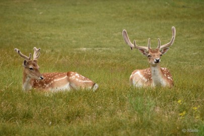 AWD 2022 03 Amsterdaamse waterleidings duinen 2022