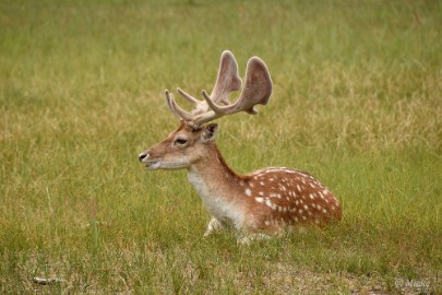 AWD 2022 04 Amsterdaamse waterleidings duinen 2022