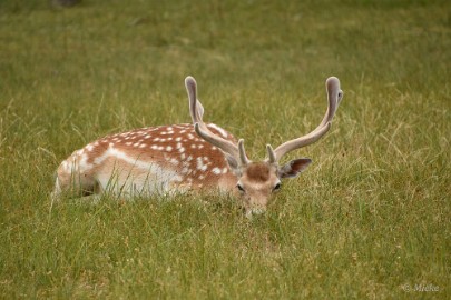 AWD 2022 05 Amsterdaamse waterleidings duinen 2022