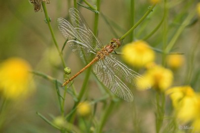 AWD 2022 09 Amsterdaamse waterleidings duinen 2022