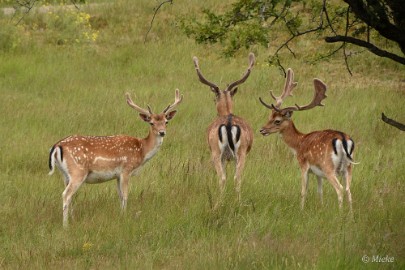 AWD 2022 10 Amsterdaamse waterleidings duinen 2022