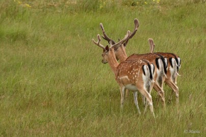 AWD 2022 11 Amsterdaamse waterleidings duinen 2022