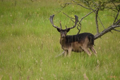 AWD 2022 12 Amsterdaamse waterleidings duinen 2022