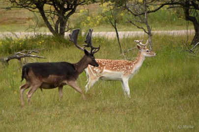 AWD 2022 13 Amsterdaamse waterleidings duinen 2022