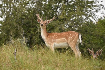 AWD 2022 15 Amsterdaamse waterleidings duinen 2022