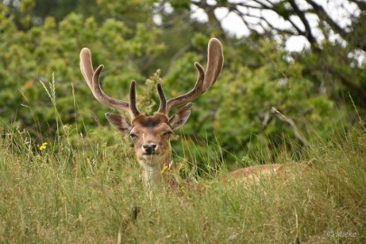 AWD 2022 16 Amsterdaamse waterleidings duinen 2022