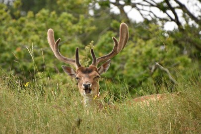 AWD 2022 17 Amsterdaamse waterleidings duinen 2022