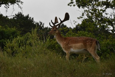 AWD 2022 18 Amsterdaamse waterleidings duinen 2022