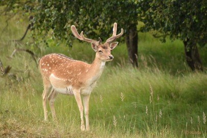 AWD 2022 19 Amsterdaamse waterleidings duinen 2022