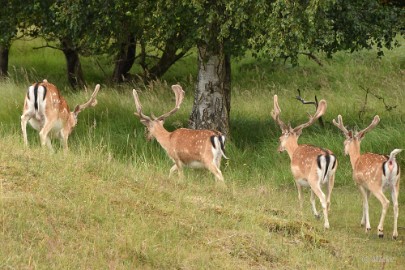 AWD 2022 20 Amsterdaamse waterleidings duinen 2022