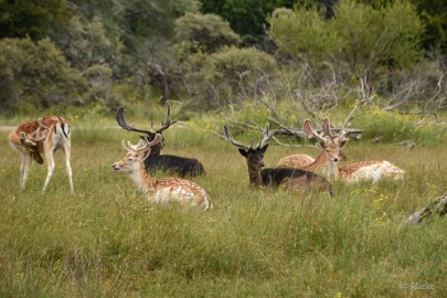 AWD 2022 21 Amsterdaamse waterleidings duinen 2022