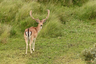 AWD 2022 24 Amsterdaamse waterleidings duinen 2022