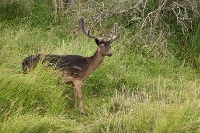 AWD 2022 26 Amsterdaamse waterleidings duinen 2022