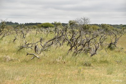 AWD 2022 28 Amsterdaamse waterleidings duinen 2022