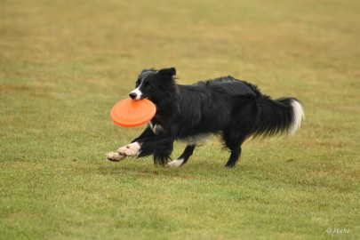 bdfrisbeedogs 2022 02 Amazing Frisbeedogs 2022