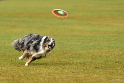 bdfrisbeedogs 2022 10 Amazing Frisbeedogs 2022