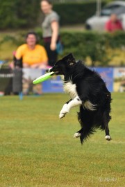 bdfrisbeedogs 2022 14 Amazing Frisbeedogs 2022