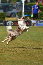 bdfrisbeedogs 2022 19 Amazing Frisbeedogs 2022