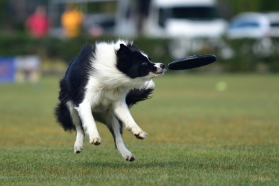 bdfrisbeedogs 2022 20 Amazing Frisbeedogs 2022