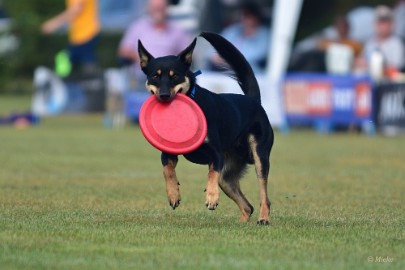 bdfrisbeedogs 2022 22 Amazing Frisbeedogs 2022