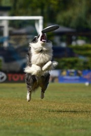 bdfrisbeedogs 2022 23 Amazing Frisbeedogs 2022