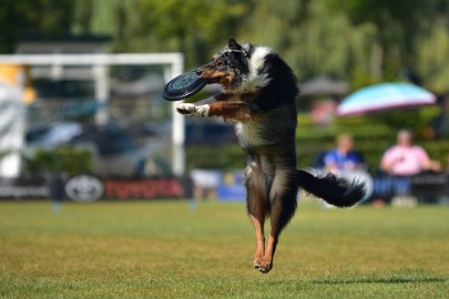 bdfrisbeedogs 2022 24 Amazing Frisbeedogs 2022