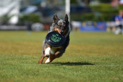 bdfrisbeedogs 2022 25 Amazing Frisbeedogs 2022