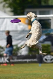 bdfrisbeedogs 2022 27 Amazing Frisbeedogs 2022