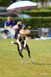 bdfrisbeedogs 2022 31 Amazing Frisbeedogs 2022