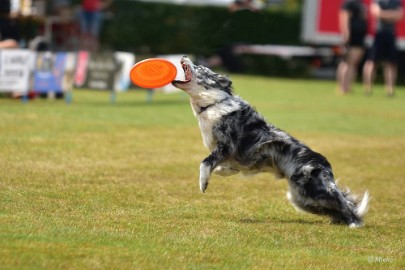 bdfrisbeedogs 2022 32 Amazing Frisbeedogs 2022