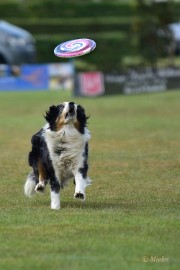 bdfrisbeedogs 2022 34 Amazing Frisbeedogs 2022