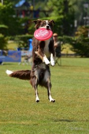 bdfrisbeedogs 2022 35 Amazing Frisbeedogs 2022