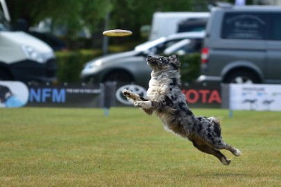 bdfrisbeedogs 2022 39 Amazing Frisbeedogs 2022