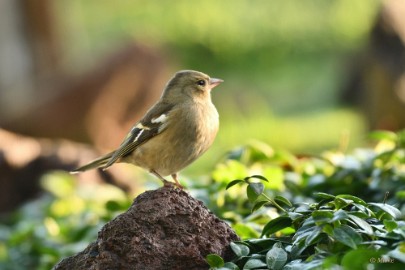 bdamby vink 01 Amby 2022