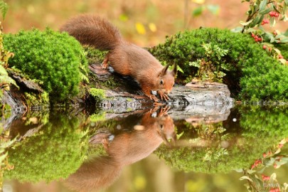 bdmaasduinen eekhoorn 14 Maasduinen 2022